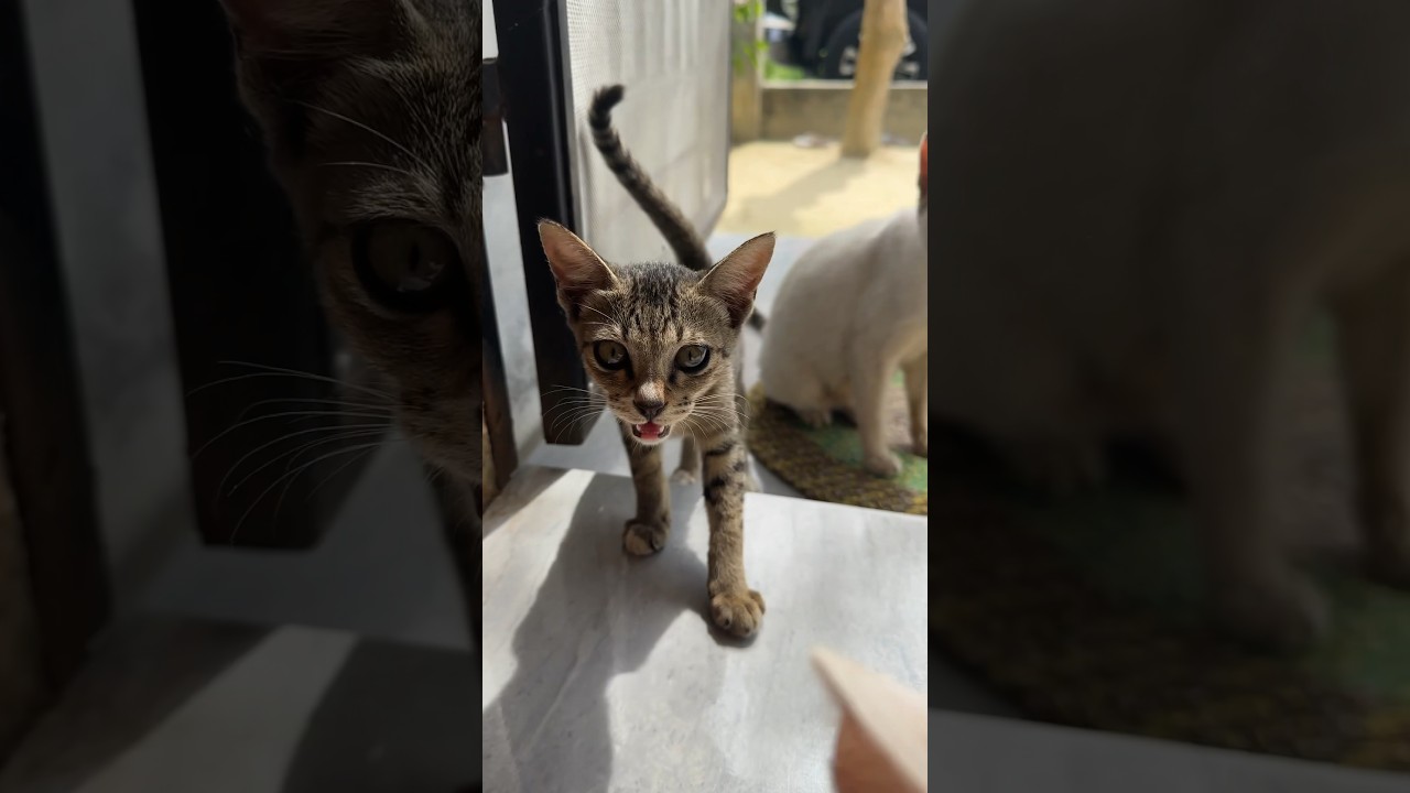 Poor Cat #cats #cat #poorcat #catvideos #kucingmeong