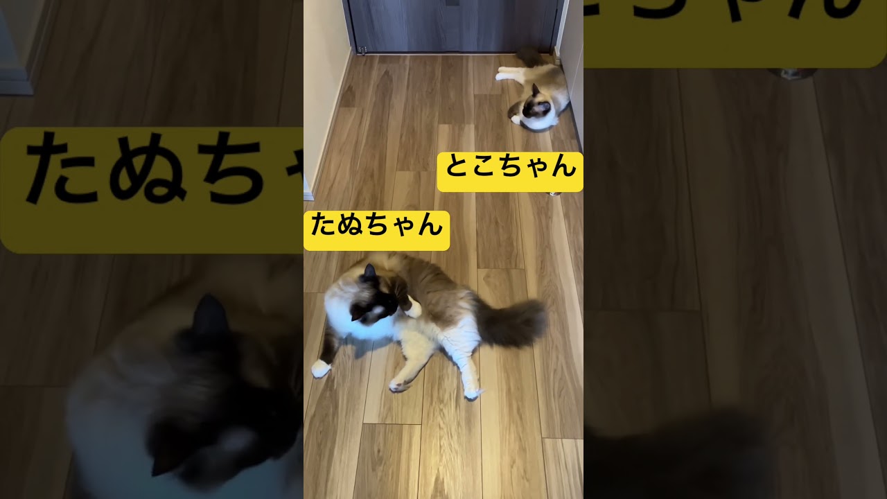 ラグドールのたぬきみたいな猫達がいてドアが開けられない #cat #catbreed #cattype #ねこ #ragdoll #ragdollcat #ragdollcats #ragdollsh