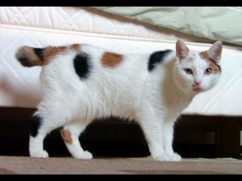 Manx  / Raza de Gato