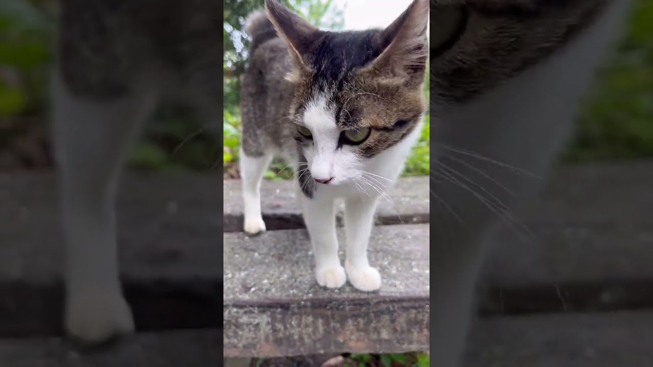 猫をなでるといいことあります！　　　#cat #cats #kitty