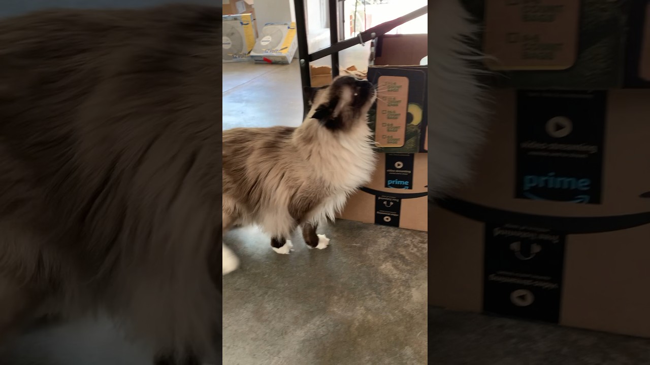 16-Year-Old Ragdoll Hobbs Day 2 of the Garage Sale #ragdoll #floppycats