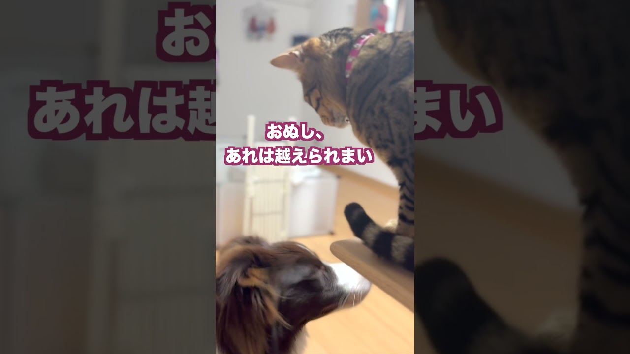 ボーダーコリーが遊びに来たらベンガル猫はどうする#shorts