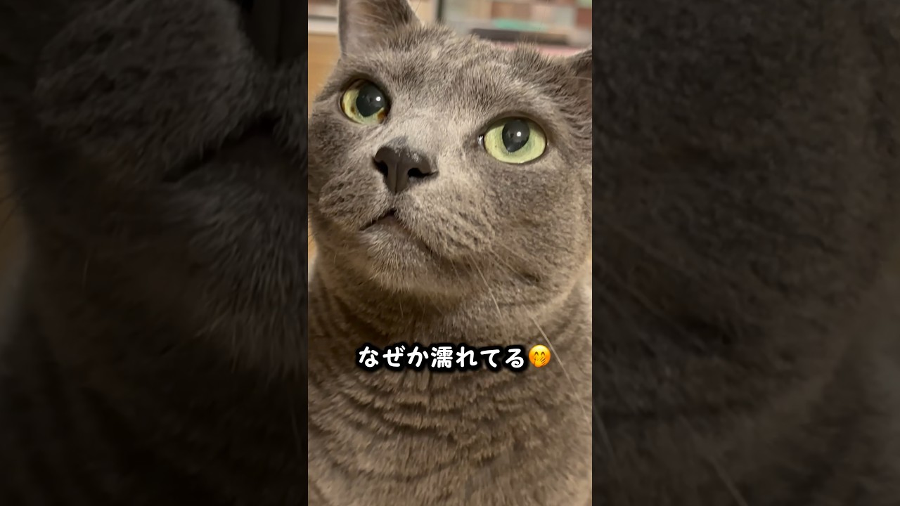 【ロシアンブルー】今朝のめろん...おててブルンブルンしてる🤭【猫】#shorts