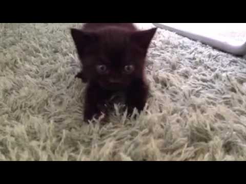 黒猫 ボンベイ赤ちゃん。 動きが可愛いすぎる！Black bombay cat（黒のボンベイ猫）