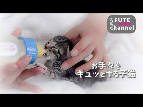 子猫がミルクを飲んでいる時にお手々をギュッとしてくれました【保護子猫】