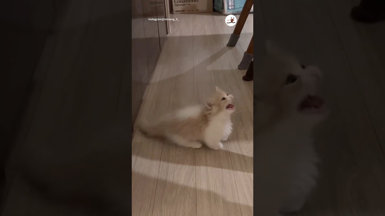 ごはんを待つ姿…❤️｜PECO #子猫 #子猫の鳴き声 #マンチカン #子猫のいる生活 #愛猫家 #kitten #kittenmeowing #munchkin #kittenlife