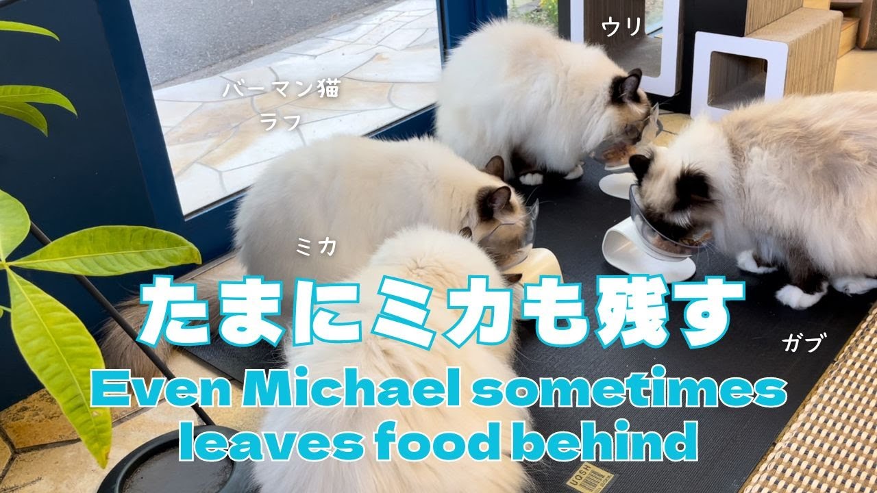 バーマン猫ミカとラフとウリとガブ【たまにミカも残す】Even Michael sometimes leaves food behind（バーマン猫）Birman/Cat