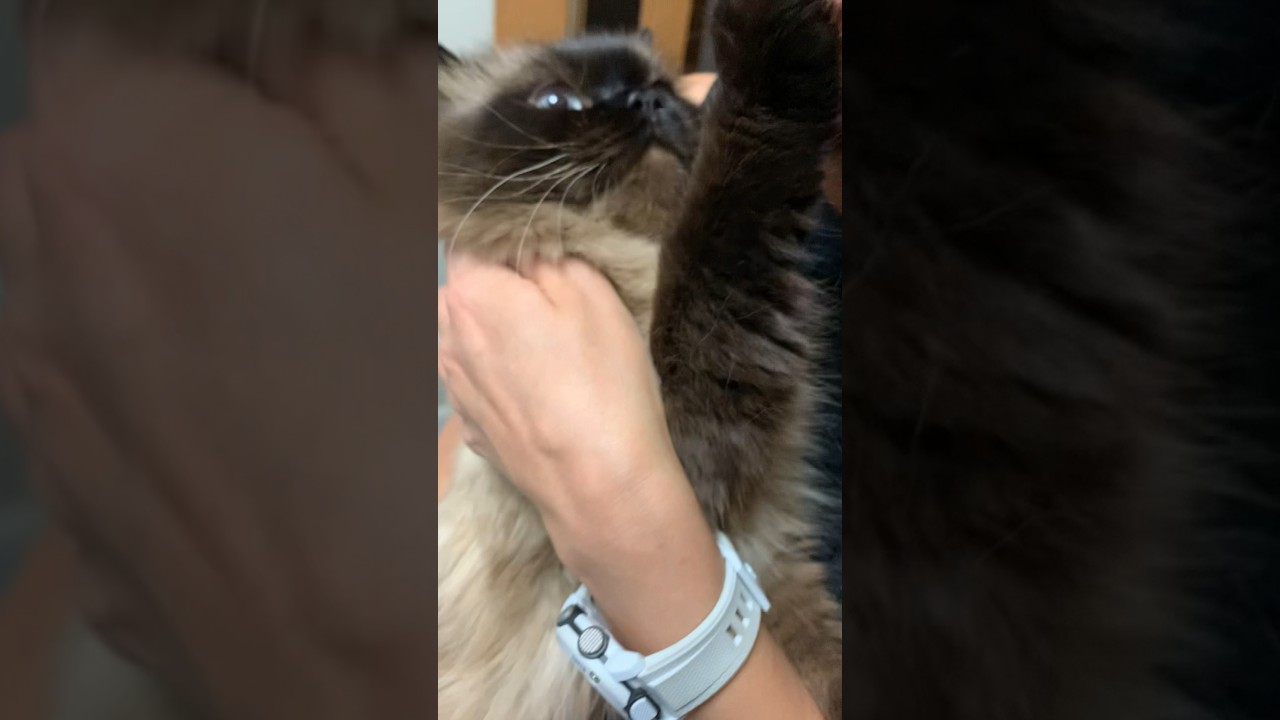 寂しかったげんたくん#猫 #ヒマラヤン #猫のいる暮らし #shorts