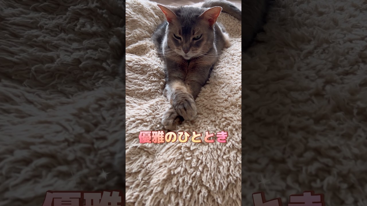 アビシニアン猫アリスちゃんの優雅のひととき #shorts #アビシニアン #cat