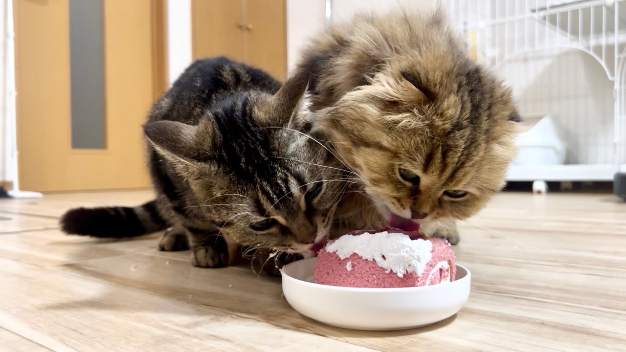 4歳の誕生日にロールケーキを贅沢にかぶりつく猫