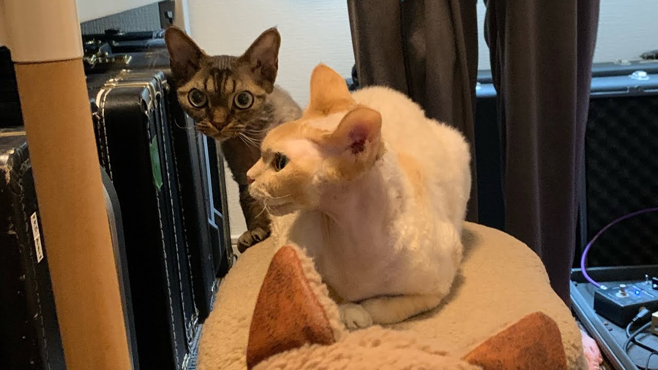 デボンレックス兄弟の日常のお遊び風景(Daily life of Devon Rex brothers)