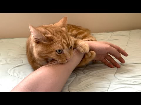 飼い主の腕を絶対に離さない愛猫の愛情表現が激しすぎたw