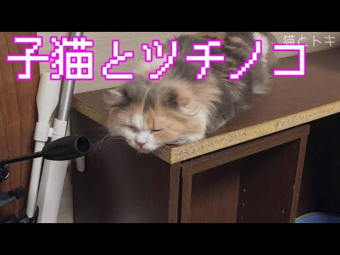 子猫とツチノコ