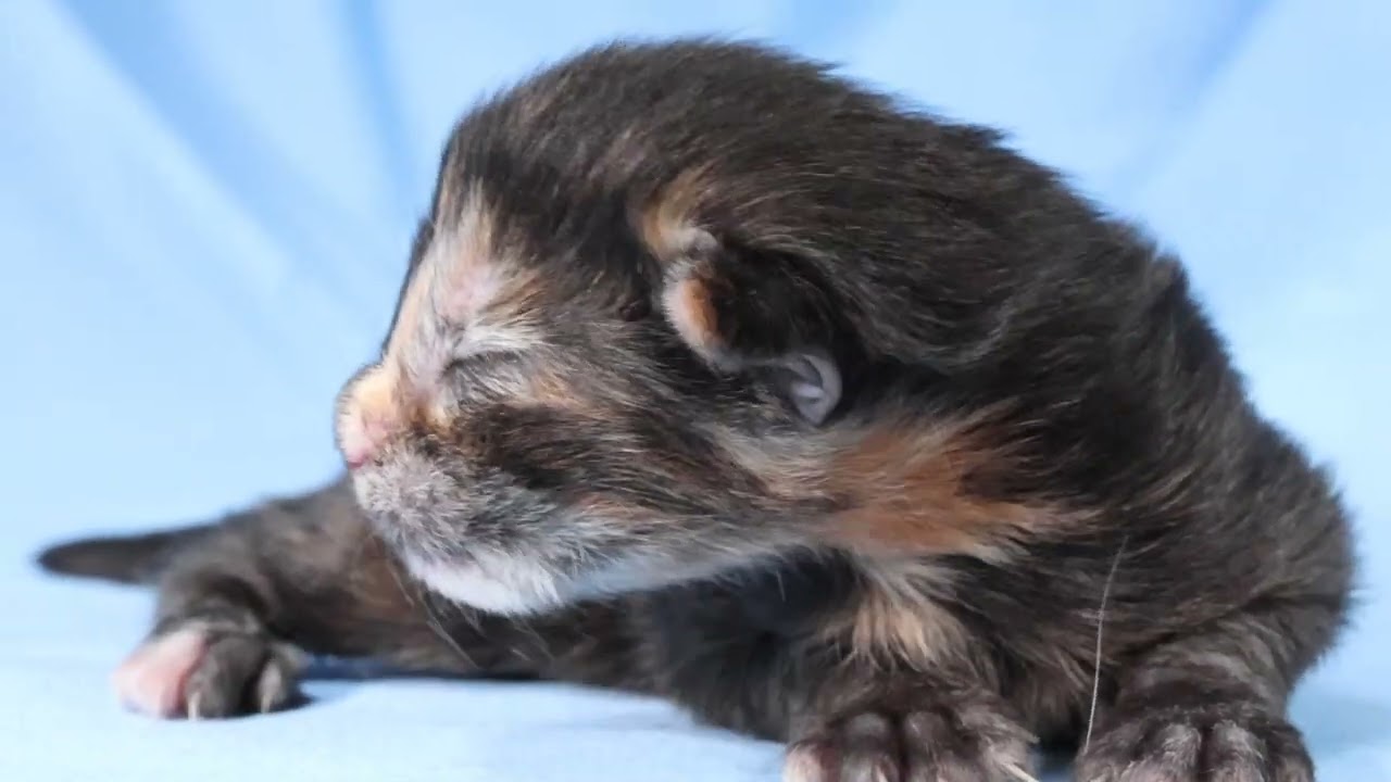 生後6日メインクーン子猫トービーのさねちゃん