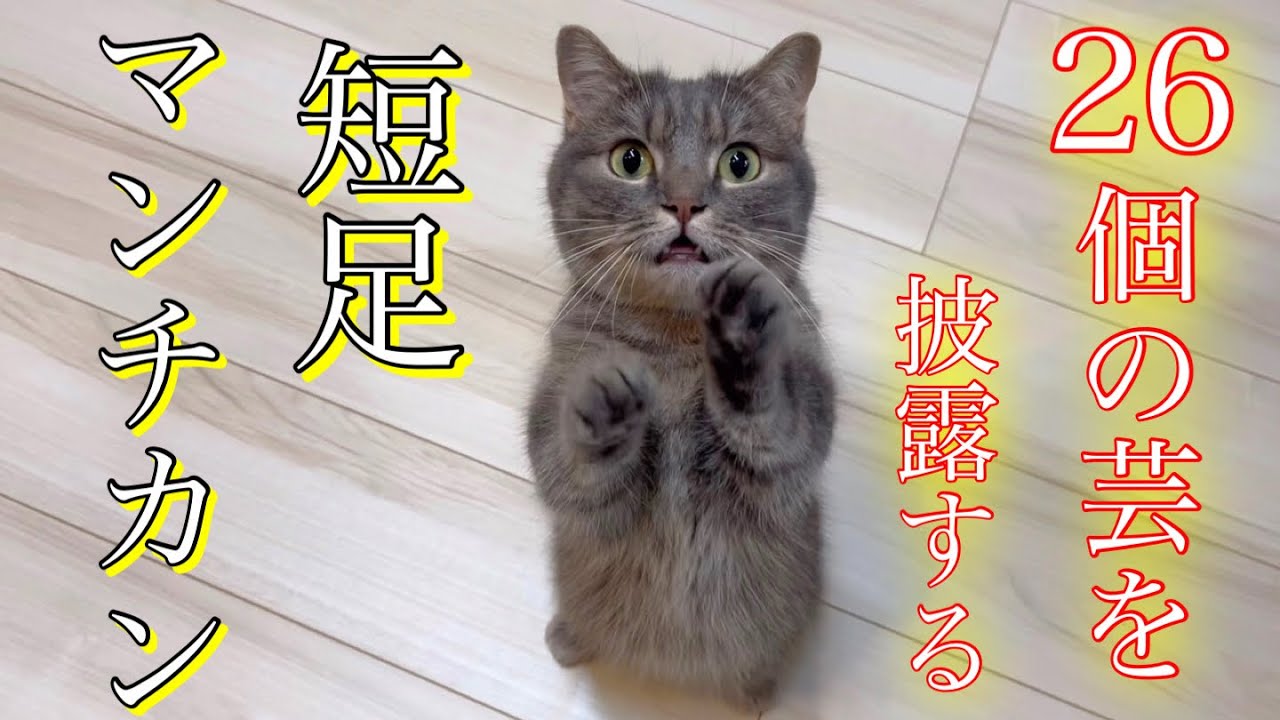 【驚愕】26個の芸を次々と披露する短足マンチカンが発見されました