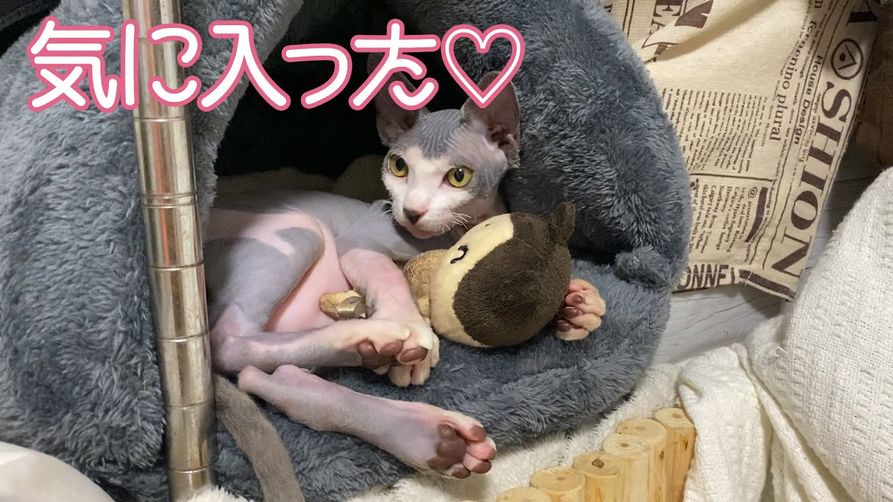 【第71話】新しい住処で眠いけどご満悦なスフィンクス猫