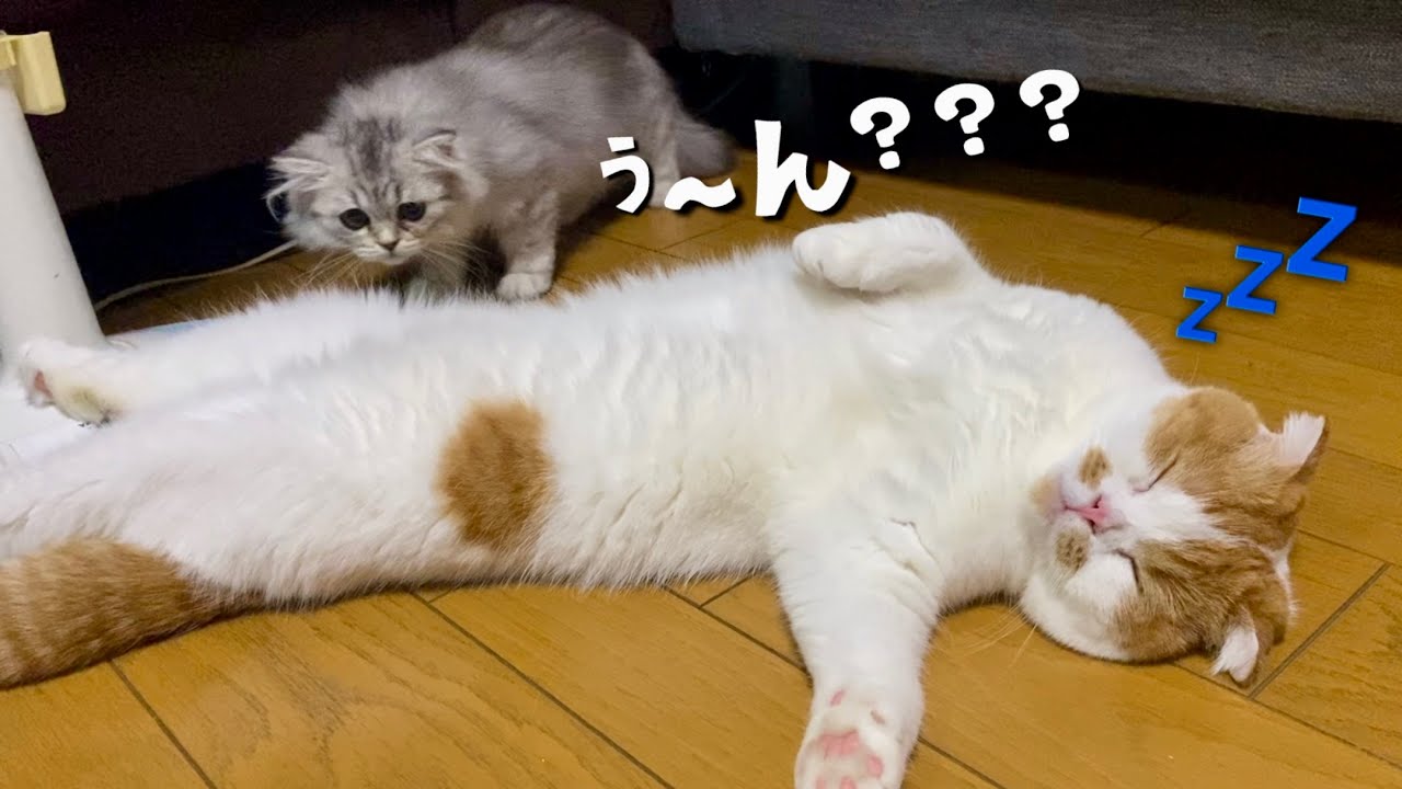 兄ネコのお腹が気になりすぎて近づかずにはいられない子猫のぎんじです♪