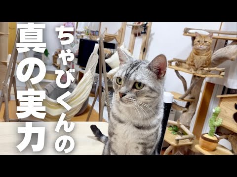 運動神経抜群なマンチカンのちゃびくん