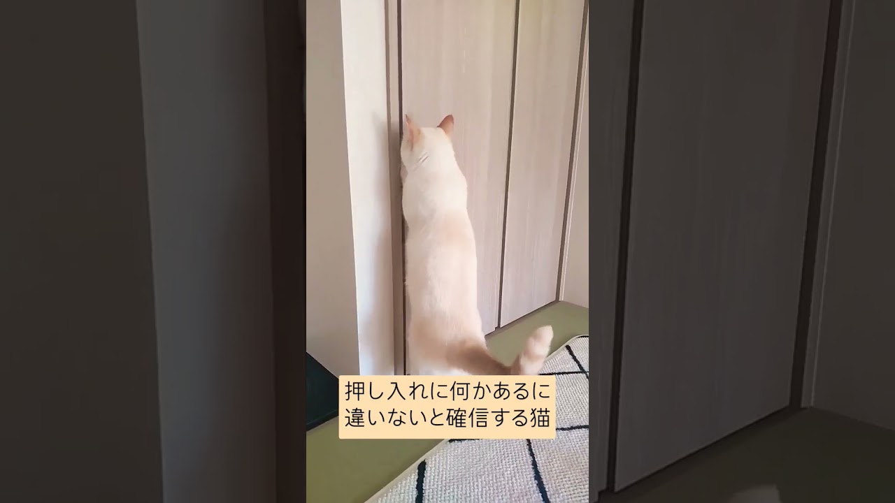 怪しい、何かあるはず！　#cutecatchannel