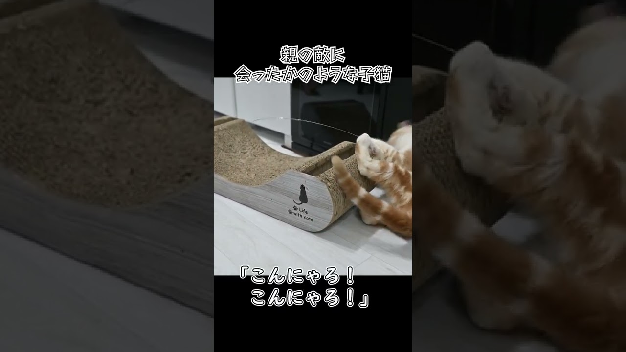 今日の子猫【スコティッシュフォールド】 #shorts