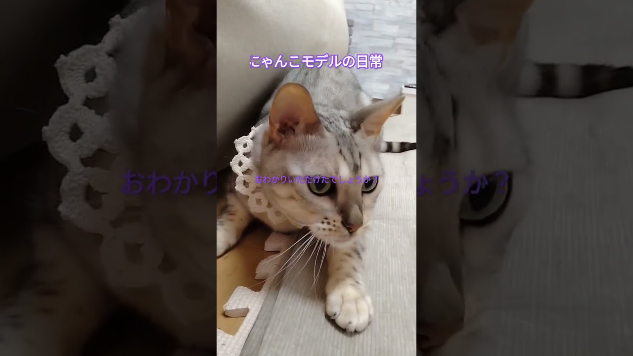にゃんこモデルの日常 #ベンガル #猫のいる暮らし #cat