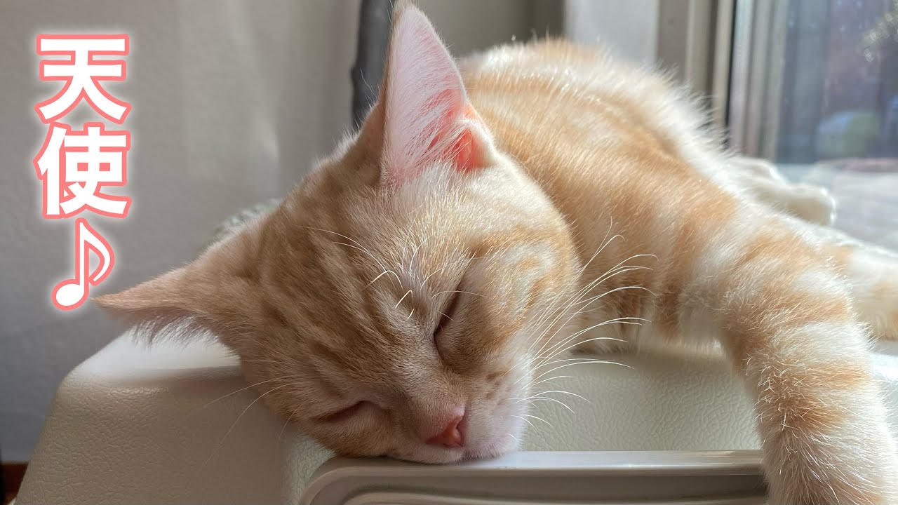 可愛いすぎる子猫の日向ぼっこがこちらです【アメリカンショートヘア】【カメオタビー】