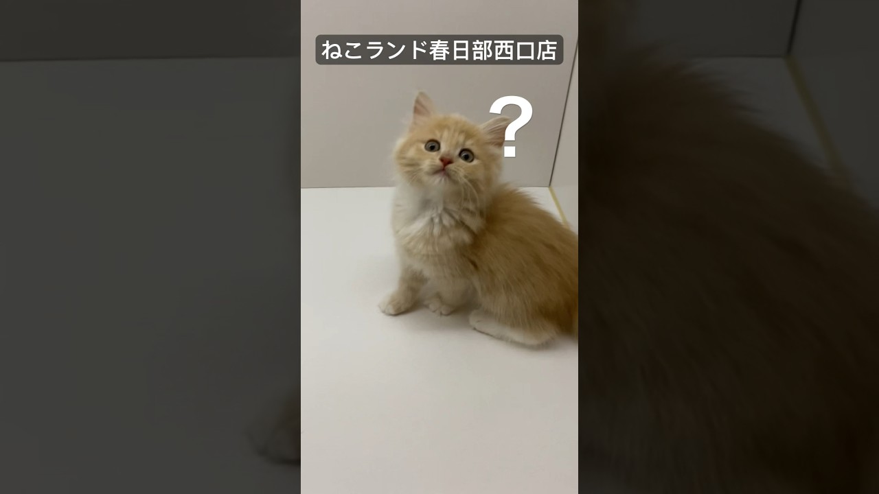 【子猫販売】#サイベリアン #子猫 #猫アレルギー #ねこランド