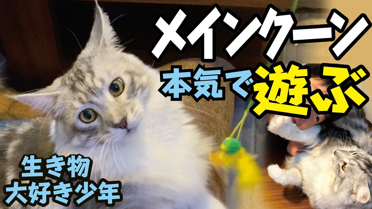 【メインクーン】大型猫と本気で遊ぶ！／賢い猫Maine Coon