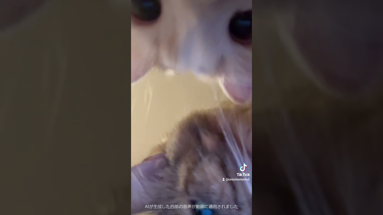 猫まみれ     #猫のいる暮らし #ラガマフィン