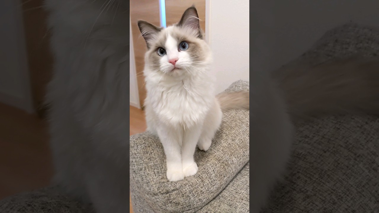 シャオルに首ったけ #猫 #ラグドール #cat