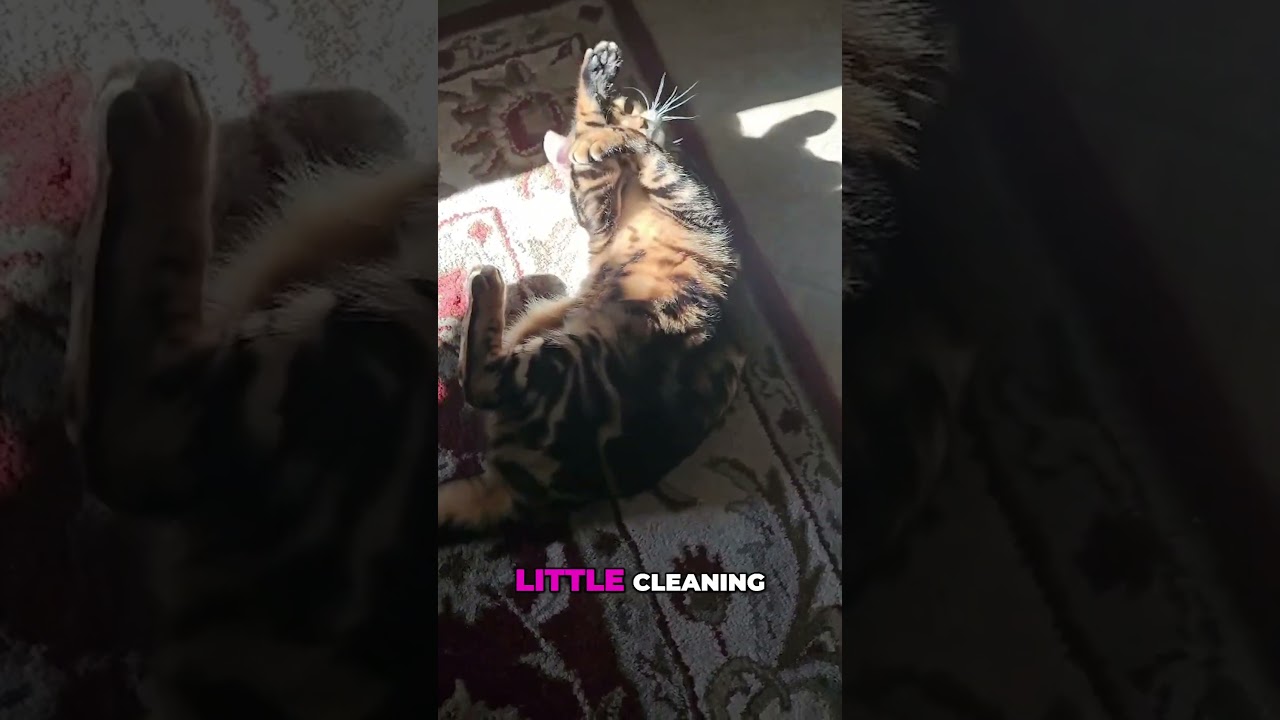 Sunbathing Bengal Cat Caught Relaxing! 😻☀️Too Adorable to Miss!