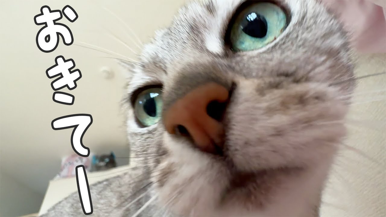 朝は猫たちがママを順番に起こしに来てくれます！