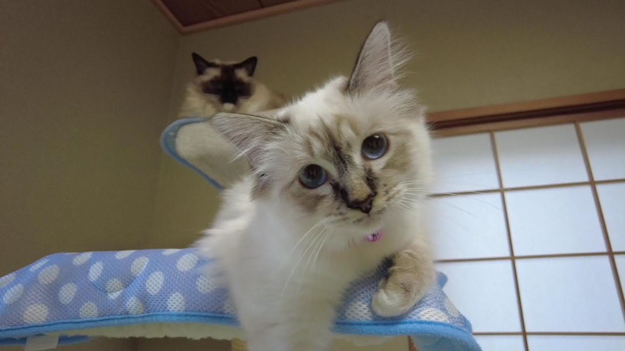 バーマンのひとはちゃん大きくなりました