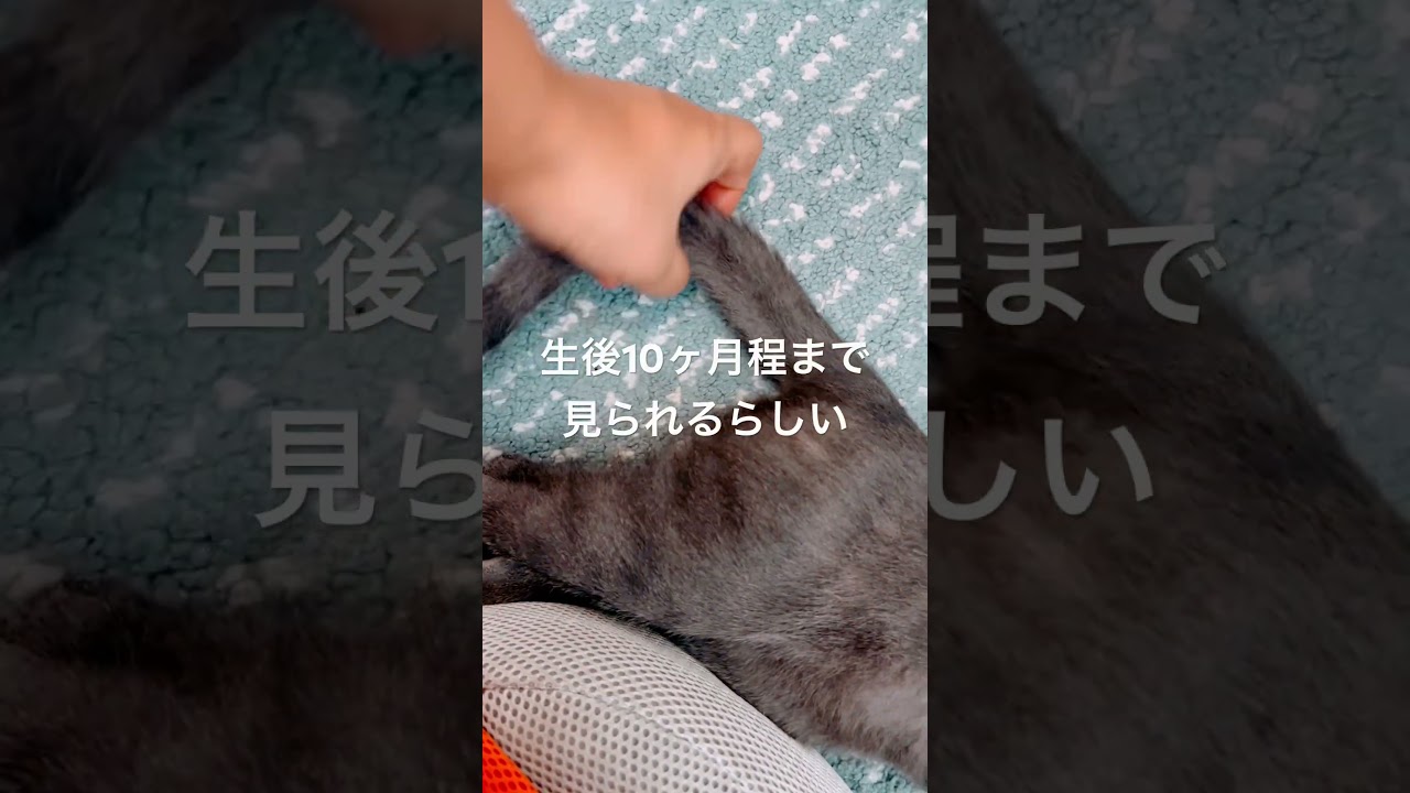 生後4ヶ月ロシアンブルーのゴーストダビー。成猫になるにつれ消えていく縞模様。#ねこのいる生活 #ロシアンブルー #ゴーストダビー #こねこ
