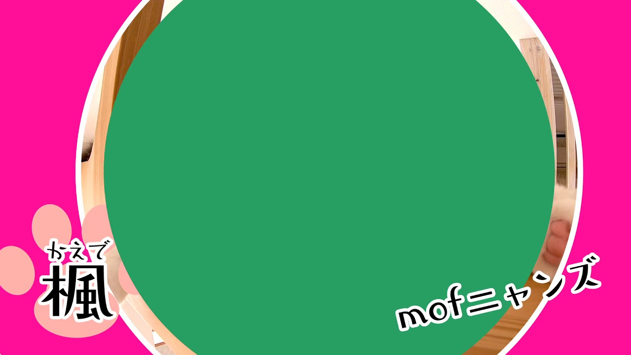 メインクーン猫カフェmof.mof紹介動画【CATV WINK制作】