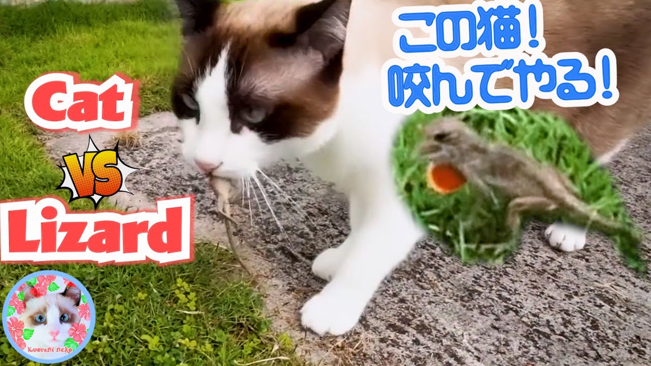 【閲覧注意】トカゲに咬まれての狩りをやめてしまった猫がいます Hawaiian cats and lizard