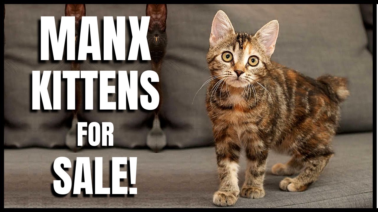 Manx Cat for Sale!