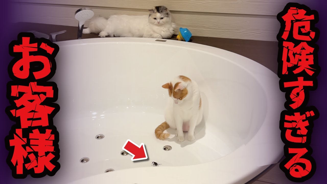 ヤバすぎるお客様がお庭にいらっしゃいました…【関西弁でしゃべる猫】【猫アテレコ】