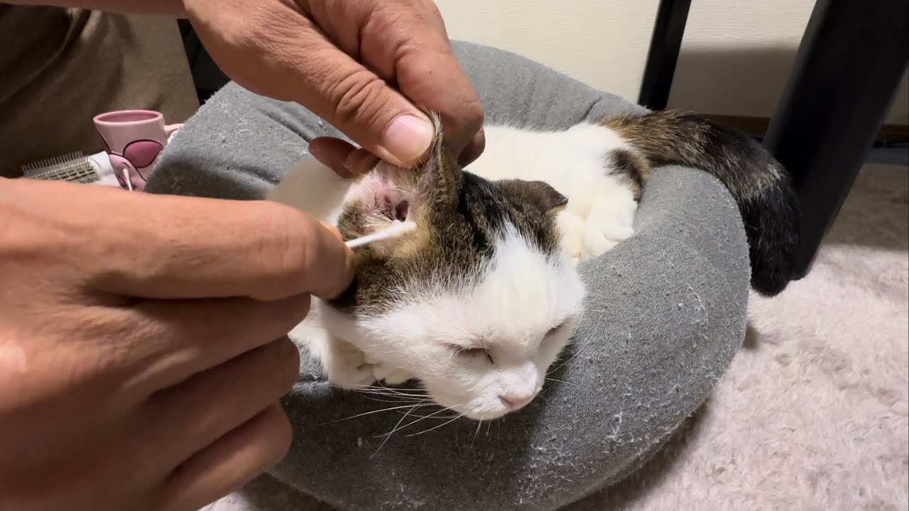 気持ちよさそうに耳垢取りする猫マンチカン🐱