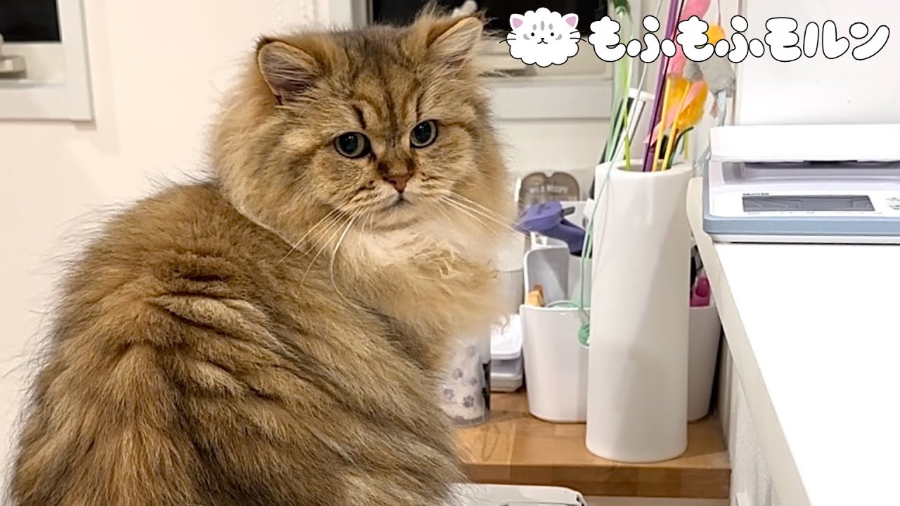 子猫のイタズラで大惨事に… 【サイベリアン】