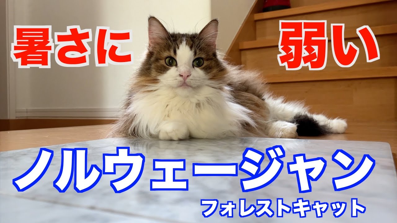 暑い日のノルウェージャンフォレストキャットの過ごし方