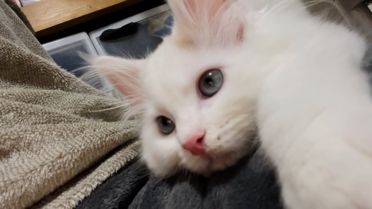 家に来て半月の子猫がデカくなりすぎた… / kitten is growing