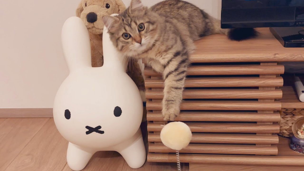 3COINSのおもちゃでかったるそうに遊ぶ子猫【episode30】【サイベリアン】