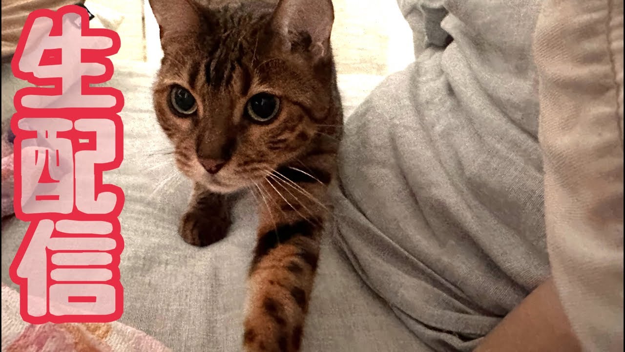 【生配信6/23】鬱陶しい梅雨の日は猫でも見てゆっくりしませんか？生配信