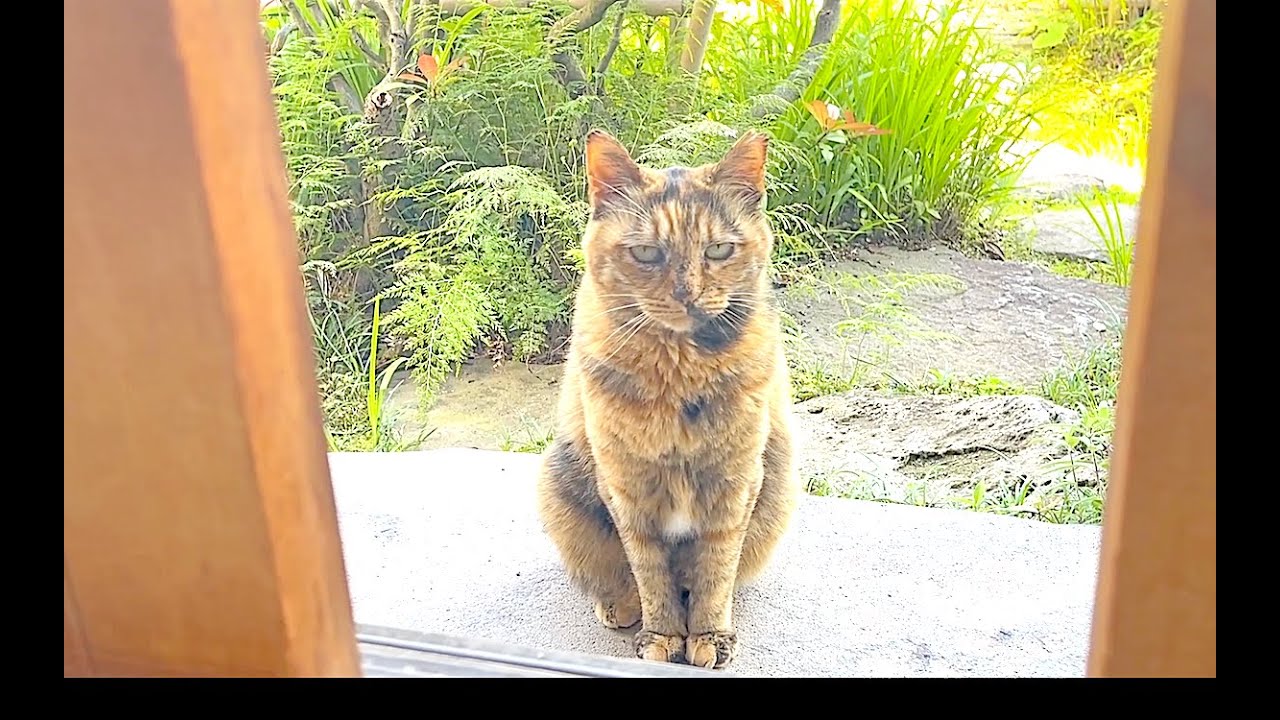 【ねこ日常系】散々悩んだけどやっぱやめた。【猫と日本の庭】