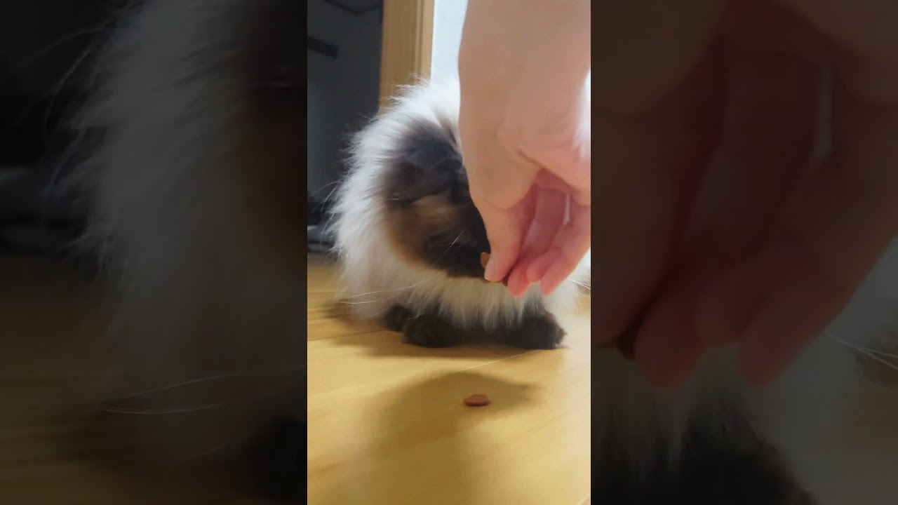おやつタイム #cat #ヒマラヤン #cute  #猫 #ねこ