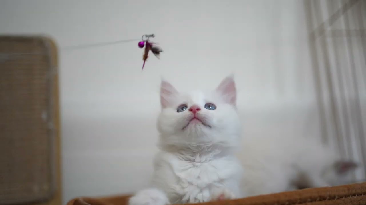 真っ白ブルーアイの子猫　＃サイベリアン　＃siberian