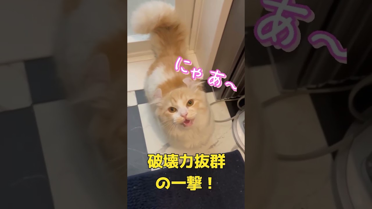 【キンカロー】破壊力抜群の一撃【マンチカール】