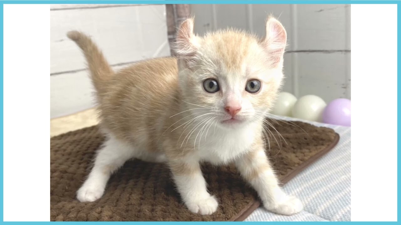 ペットショップCOO＆RIKU No00678706 アメリカンカール