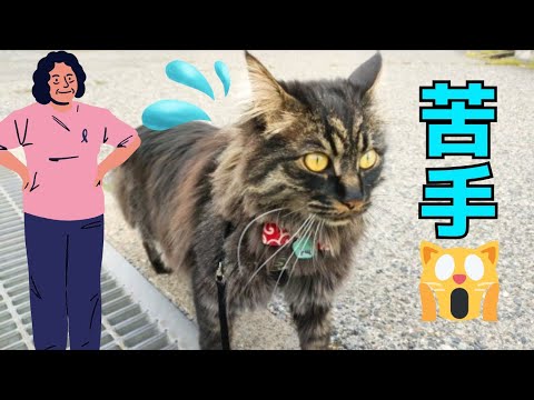 【メインクーン】マダムに弱気👵猫に強気な大型猫😼💜